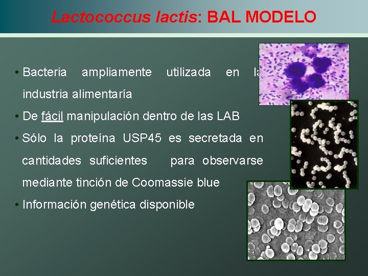 Orden de la membrana Lactococcus lactis Expresión de capa SCapítulo de L. brevi VI