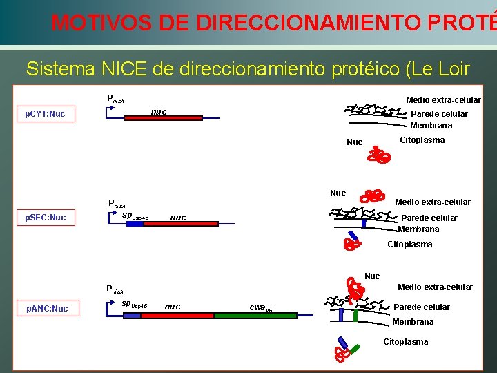 MOTIVOS DE DIRECCIONAMIENTO PROTÉ Sistema NICE de direccionamiento protéico (Le Loir et al. ,