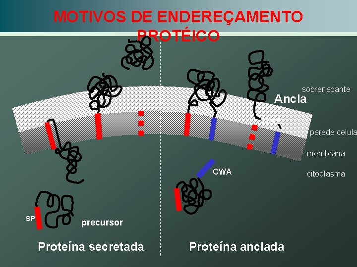 MOTIVOS DE ENDEREÇAMENTO PROTÉICO sobrenadante Ancla LPXT parede celula membrana CWA SP precursor Proteína