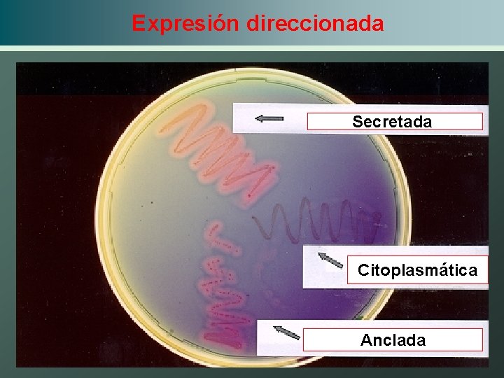 Expresión direccionada Secretada Citoplasmática Anclada 