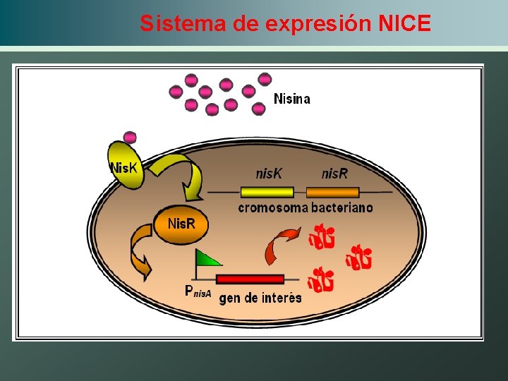 Sistema de expresión NICE 