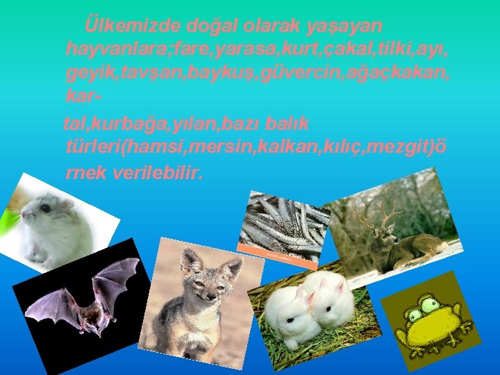 Ülkemizde doğal olarak yaşayan hayvanlara; fare, yarasa, kurt, çakal, tilki, ayı, geyik, tavşan, baykuş,