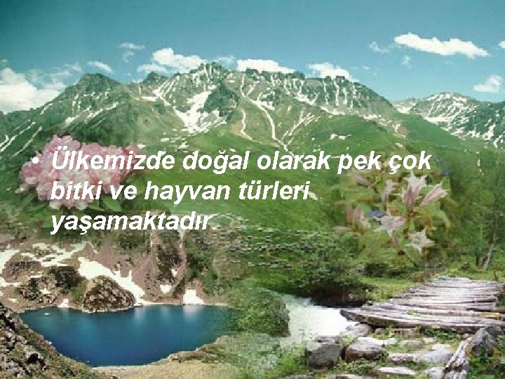  • Ülkemizde doğal olarak pek çok bitki ve hayvan türleri yaşamaktadır. 