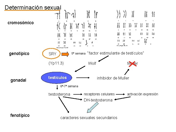 Determinación sexual cromosómico genotípico 5ª semana “factor estimulante de testículos” SRY (Yp 11. 3)