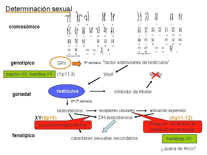 Determinación sexual cromosómico genotípico 5ª semana “factor estimulante de testículos” SRY macho XX, hembra
