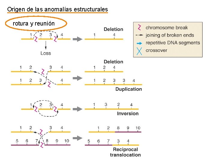 Origen de las anomalías estructurales rotura y reunión 