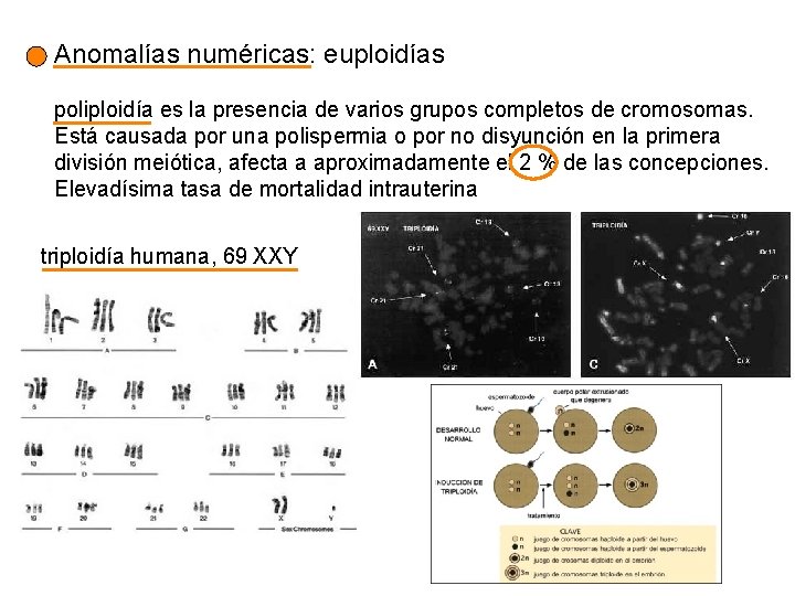 Anomalías numéricas: euploidías poliploidía es la presencia de varios grupos completos de cromosomas. Está