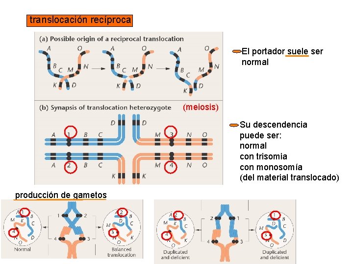 translocación recíproca El portador suele ser normal (meiosis) Su descendencia puede ser: normal con