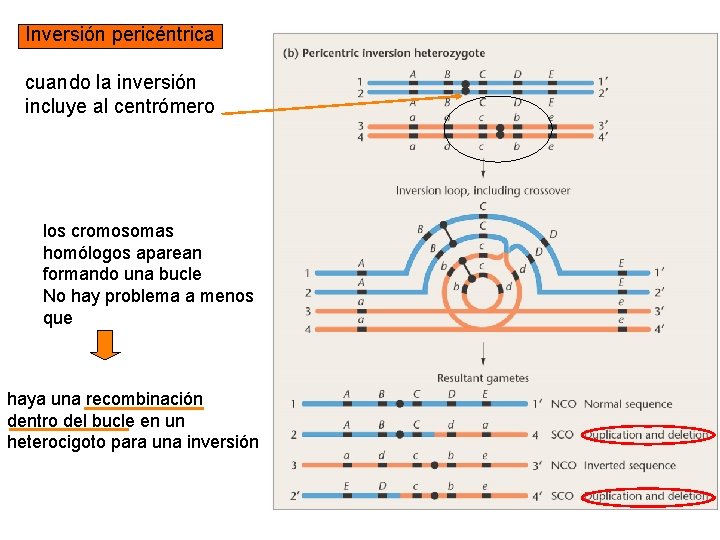 Inversión pericéntrica cuando la inversión incluye al centrómero los cromosomas homólogos aparean formando una