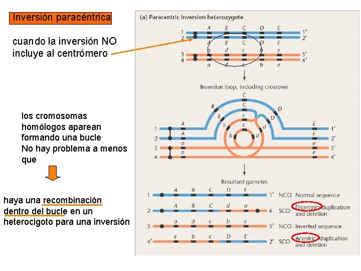 Inversión paracéntrica cuando la inversión NO incluye al centrómero los cromosomas homólogos aparean formando