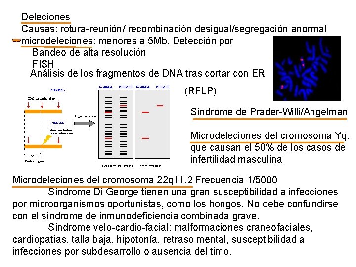 Deleciones Causas: rotura-reunión/ recombinación desigual/segregación anormal microdeleciones: menores a 5 Mb. Detección por Bandeo