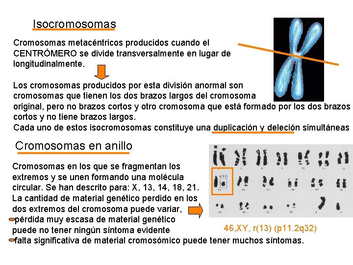 Isocromosomas Cromosomas metacéntricos producidos cuando el CENTRÓMERO se divide transversalmente en lugar de longitudinalmente.