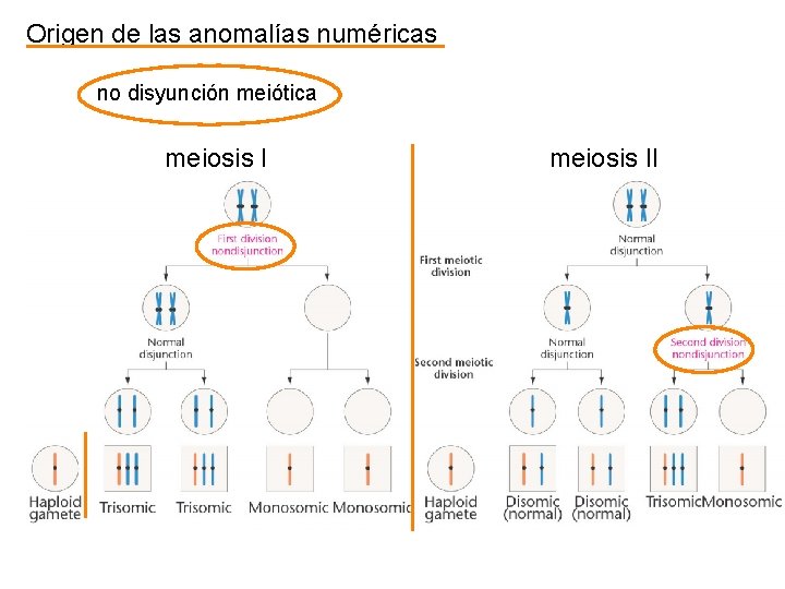 Origen de las anomalías numéricas no disyunción meiótica meiosis II 