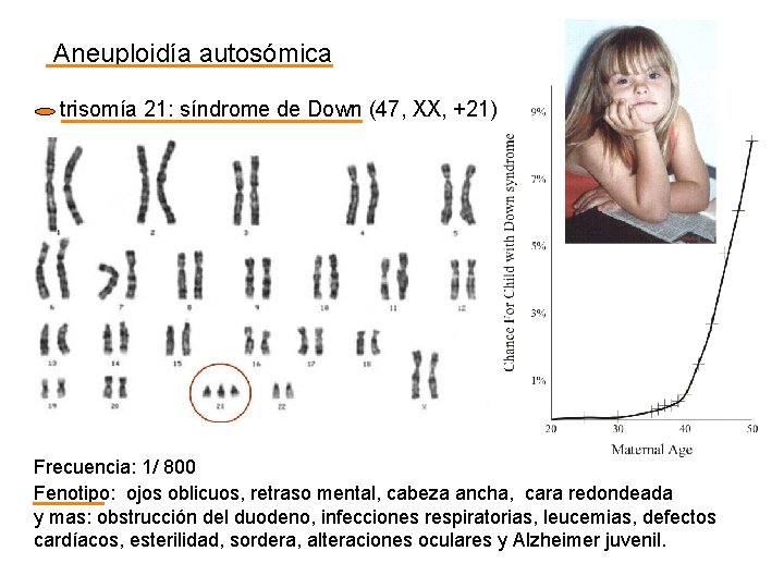 Aneuploidía autosómica trisomía 21: síndrome de Down (47, XX, +21) Frecuencia: 1/ 800 Fenotipo: