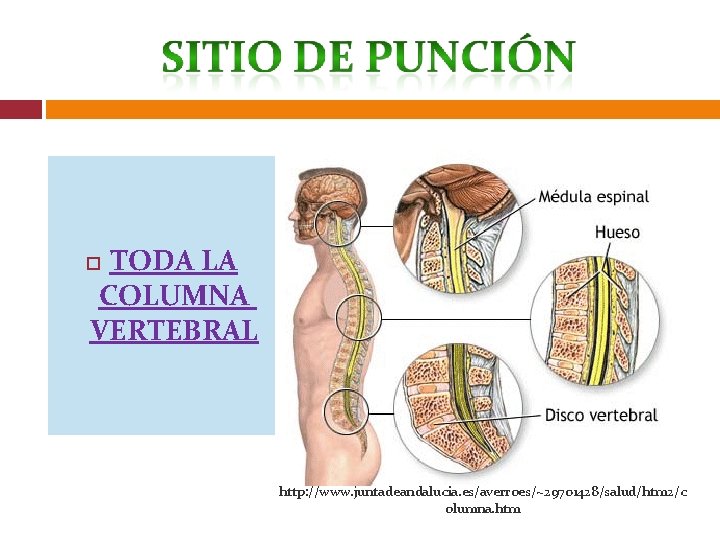 TODA LA COLUMNA VERTEBRAL http: //www. juntadeandalucia. es/averroes/~29701428/salud/htm 2/c olumna. htm 