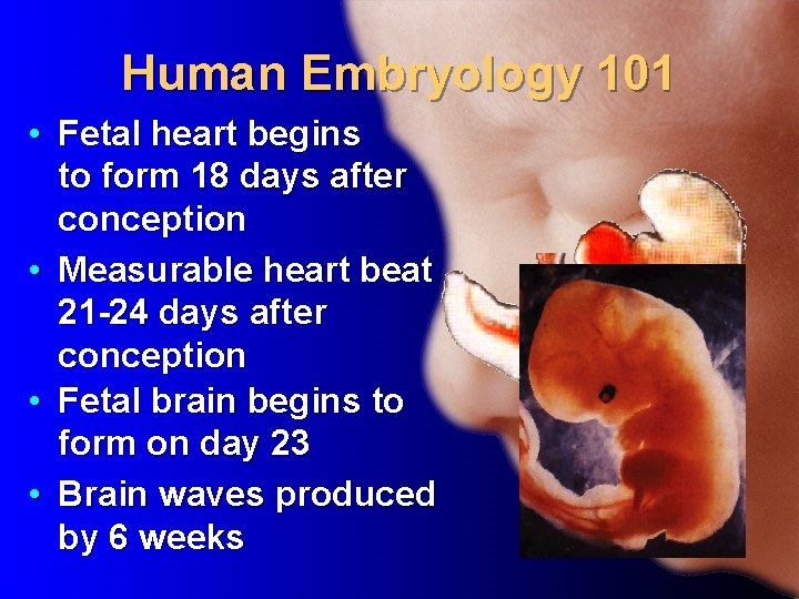 Human Embryology 101 • Fetal heart begins to form 18 days after conception •