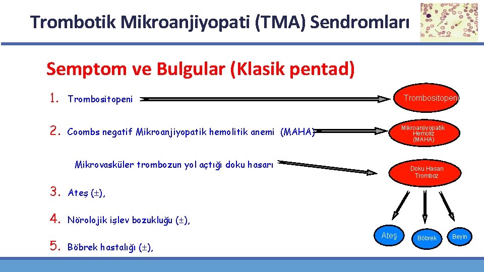 Trombotik Mikroanjiyopati (TMA) Sendromları Semptom ve Bulgular (Klasik pentad) 1. Trombositopeni 2. Coombs negatif