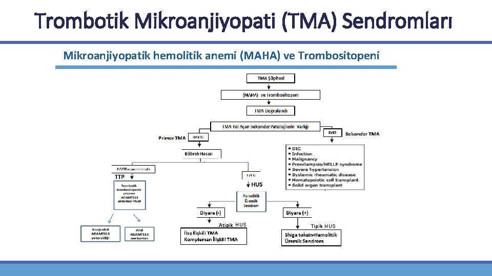 Trombotik Mikroanjiyopati (TMA) Sendromları Mikroanjiyopatik hemolitik anemi (MAHA) ve Trombositopeni Atipik HUS Tipik HUS