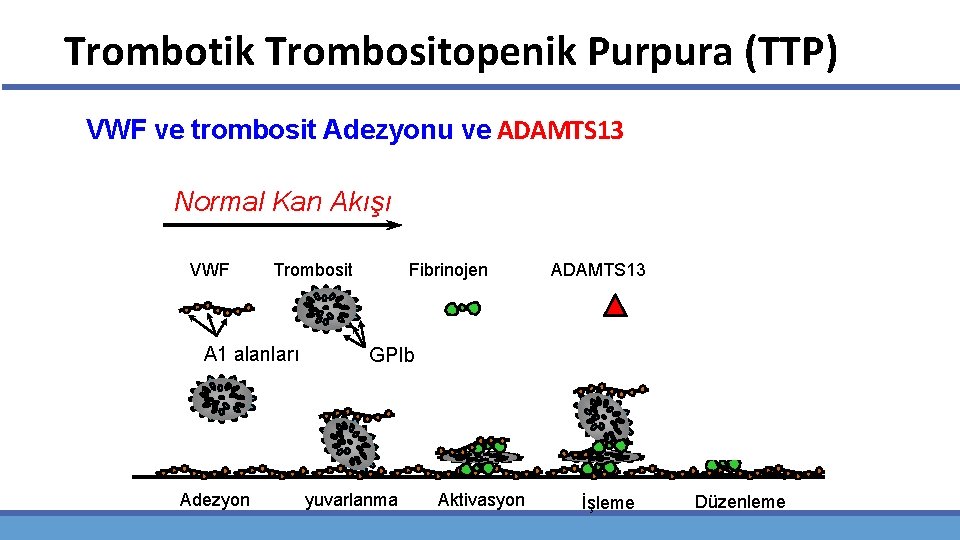 Trombotik Trombositopenik Purpura (TTP) VWF ve trombosit Adezyonu ve ADAMTS 13 Normal Kan Akışı