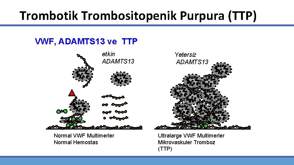 Trombotik Trombositopenik Purpura (TTP) VWF, ADAMTS 13 ve TTP etkin ADAMTS 13 Normal VWF