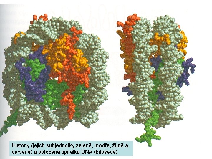 Histony (jejich subjednotky zeleně, modře, žlutě a červeně) a obtočená spirálka DNA (bílošedě) 