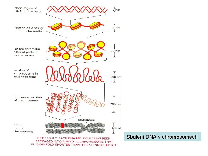 Sbalení DNA v chromosomech 