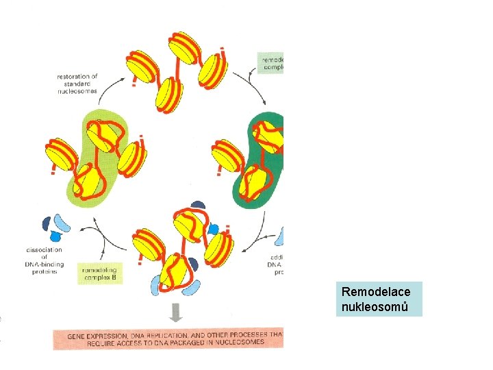 Remodelace nukleosomů 