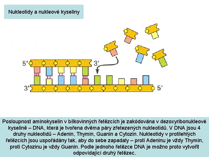 Nukleotidy a nukleové kyseliny Posloupnost aminokyselin v bílkovinných řetězcích je zakódována v dezoxyribonukleové kyselině