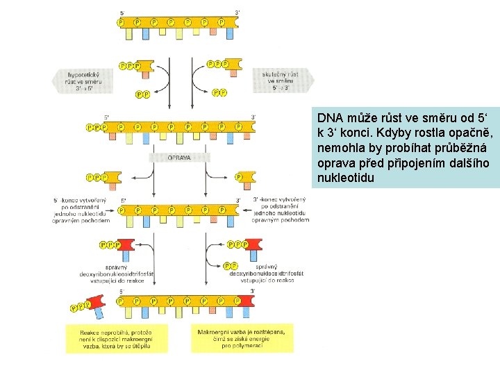 DNA může růst ve směru od 5‘ k 3‘ konci. Kdyby rostla opačně, nemohla