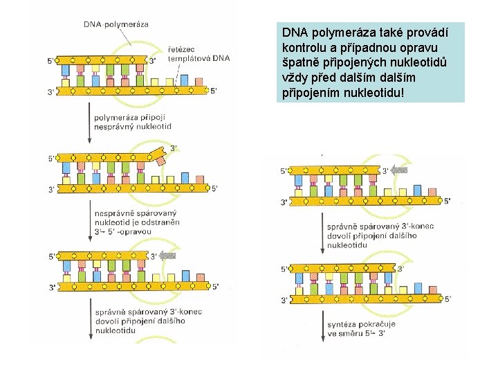 DNA polymeráza také provádí kontrolu a případnou opravu špatně připojených nukleotidů vždy před dalším