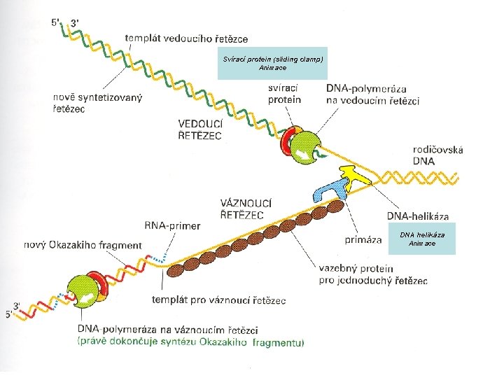 Svírací protein (sliding clamp) Animace DNA helikáza Animace 