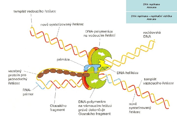 DNA replikace Animace DNA replikace – replikační vidlička Animace 