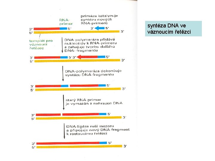 syntéza DNA ve váznoucím řetězci 