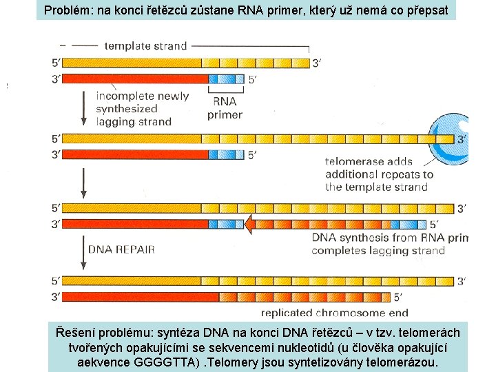 Problém: na konci řetězců zůstane RNA primer, který už nemá co přepsat Řešení problému: