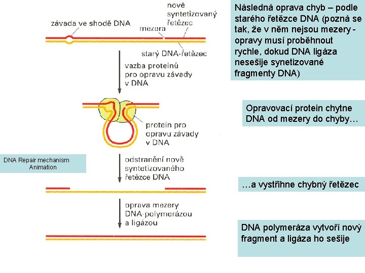 Následná oprava chyb – podle starého řetězce DNA (pozná se tak, že v něm