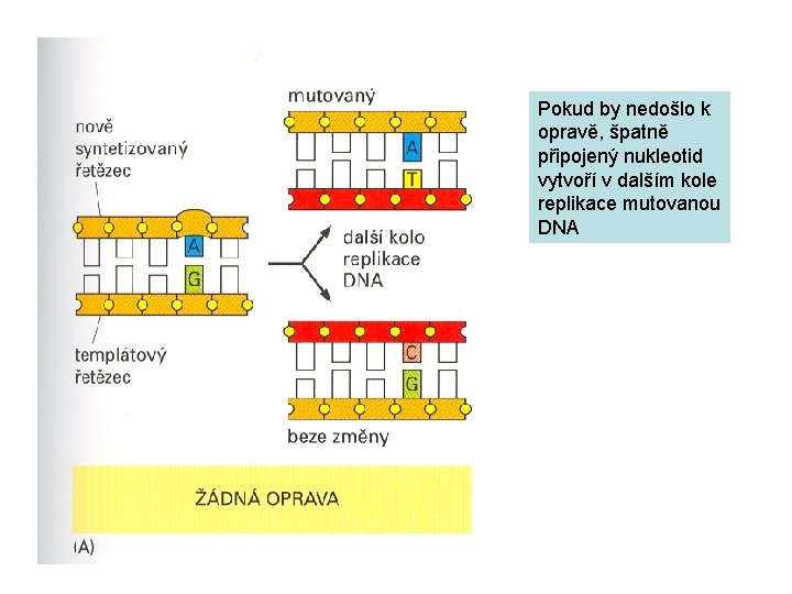 Pokud by nedošlo k opravě, špatně připojený nukleotid vytvoří v dalším kole replikace mutovanou