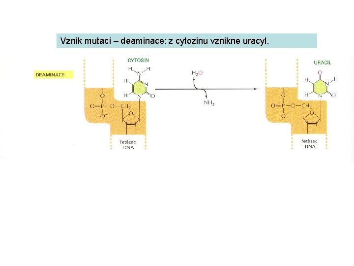 Vznik mutací – deaminace: z cytozinu vznikne uracyl. 