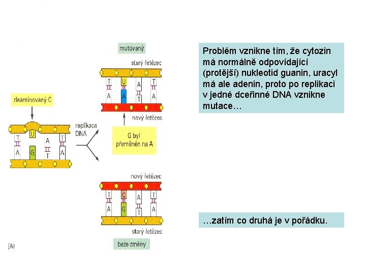 Problém vznikne tím, že cytozin má normálně odpovídající (protější) nukleotid guanin, uracyl má ale