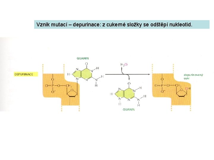 Vznik mutací – depurinace: z cukerné složky se odštěpí nukleotid. 