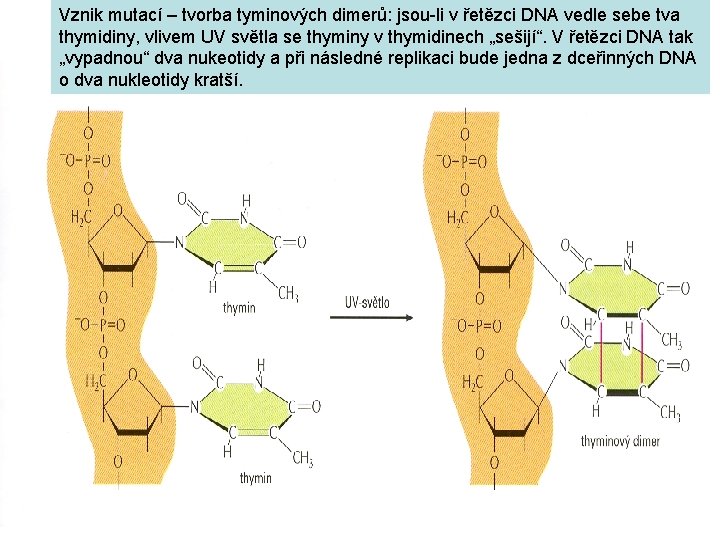 Vznik mutací – tvorba tyminových dimerů: jsou-li v řetězci DNA vedle sebe tva thymidiny,