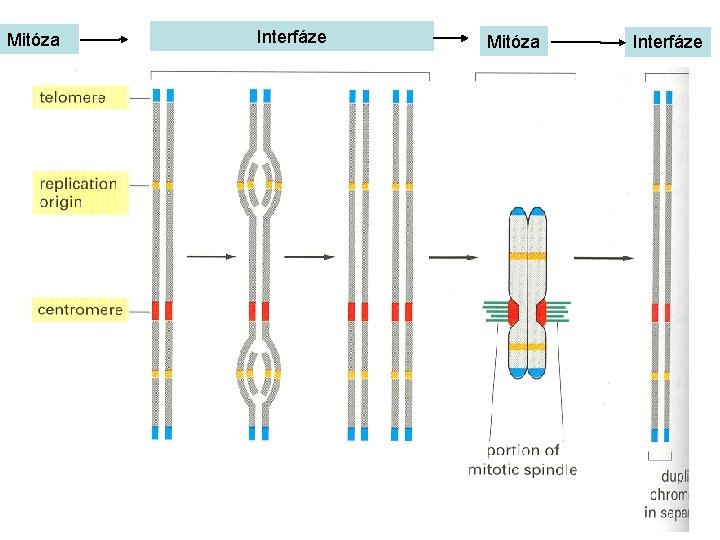 Mitóza Interfáze 