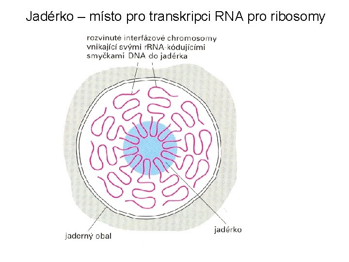 Jadérko – místo pro transkripci RNA pro ribosomy 