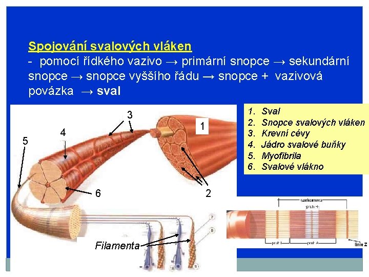 Spojování svalových vláken - pomocí řídkého vazivo → primární snopce → sekundární snopce →