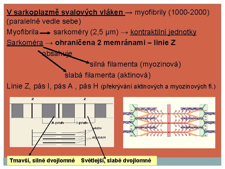 V sarkoplazmě svalových vláken → myofibrily (1000 -2000) (paralelně vedle sebe) Myofibrila sarkoméry (2,