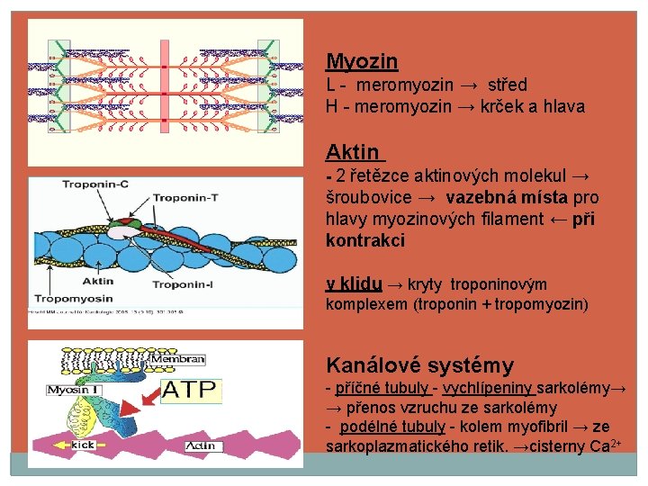 Myozin L - meromyozin → střed H - meromyozin → krček a hlava Aktin