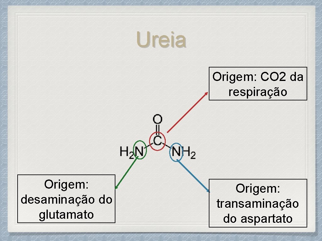 Ureia Origem: CO 2 da respiração Origem: desaminação do glutamato Origem: transaminação do aspartato