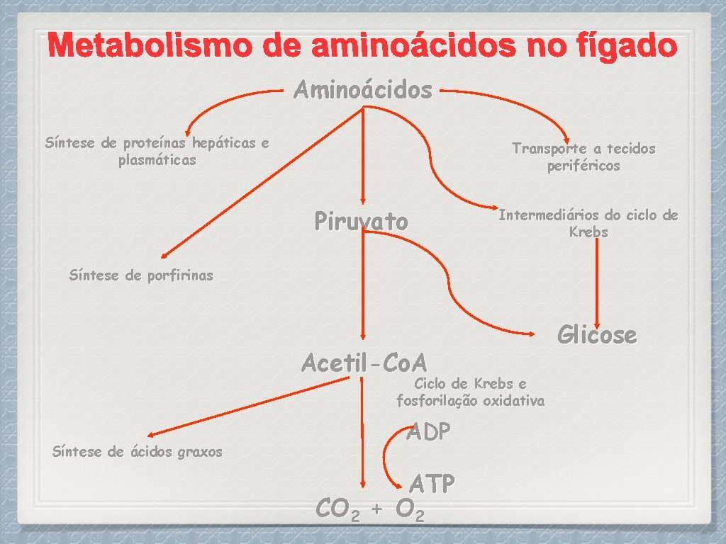 Aminoácidos Síntese de proteínas hepáticas e plasmáticas Transporte a tecidos periféricos Piruvato Intermediários do