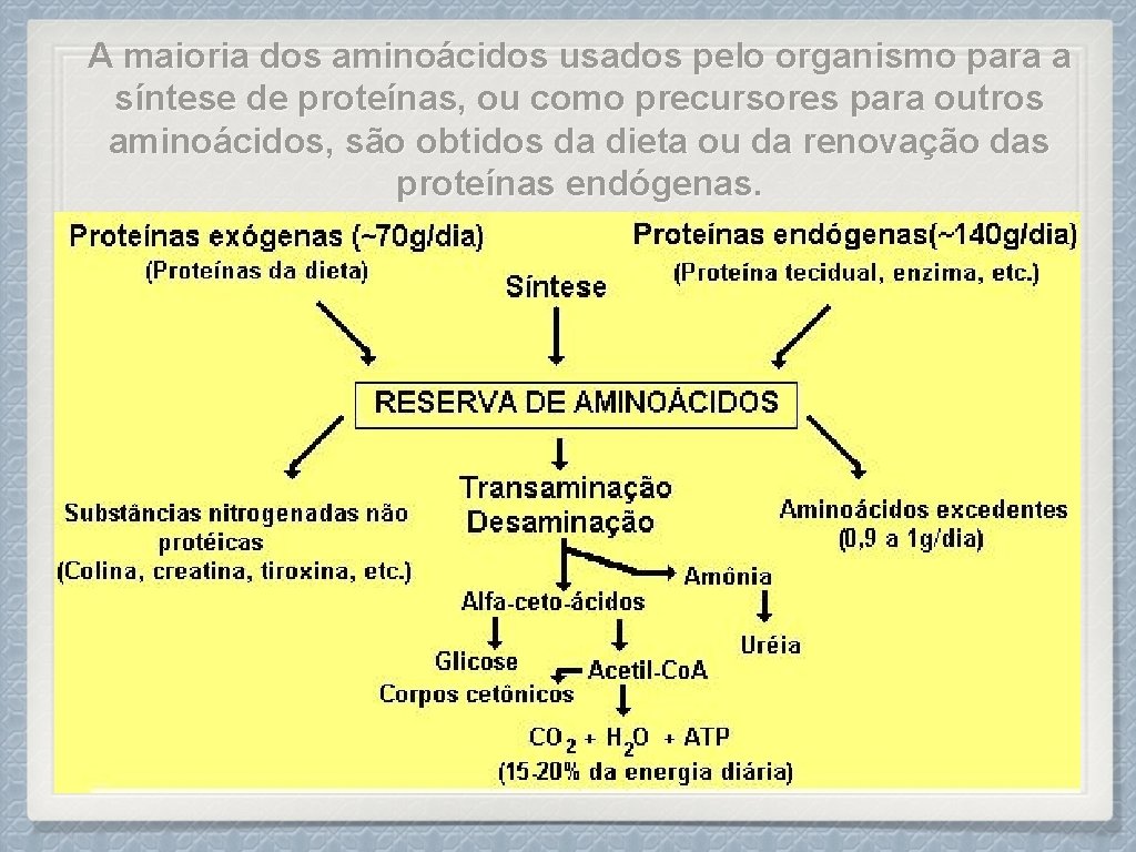 A maioria dos aminoácidos usados pelo organismo para a síntese de proteínas, ou como