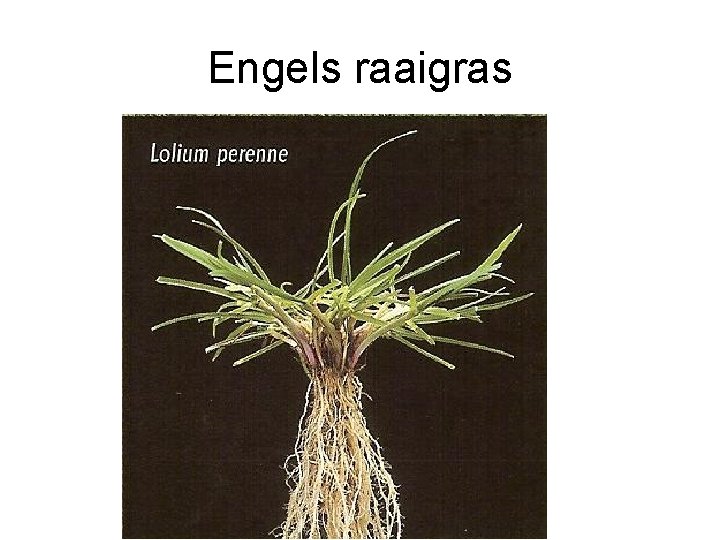 Engels raaigras Engels raaigras