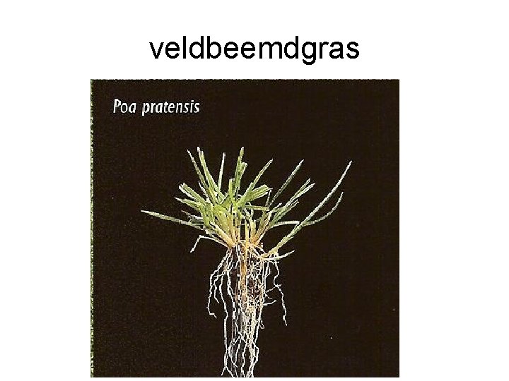 veldbeemdgras veldbeemdgras